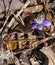 Round-Lobed Hepatica, Anemone americana