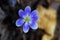 Round-Lobed Hepatica â€“ Anemone americana