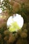 Round mirror among branches of smoke bush reflecting tree and sky