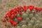 Round Mojave Mound Cactus Echinocereus triglochidiatus