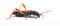 Round-necked longhorn beetle Stenopterus rufus