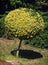 Round ornamental tree