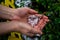 Round pieces of white hail in women`s palms