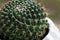 Round Pincushion Cactus