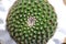 Round Pincushion Cactus