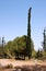 Round pinetree and long thin cypress