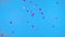 Round pink confetti floating in air on blue screen chroma key background. Petals flying in space and falling down