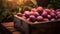 Round plums harvested in a wooden box in a farm with sunset.