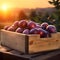 Round plums harvested in a wooden box in a farm with sunset.