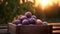 Round plums harvested in a wooden box in a farm with sunset.