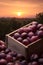 Round plums harvested in a wooden box in a farm with sunset.