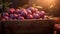 Round plums harvested in a wooden box in a farm with sunset.