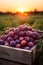 Round plums harvested in a wooden box in a farm with sunset.