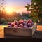 Round plums harvested in a wooden box on wooden board with sunset.