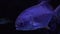 The round pompano, or round trachinot, is a species of rayâ€”finned fish in the family Stavridae. Marine benthopelagic fish