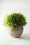 Round potted plant of grass