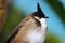 Round puffed up red-whiskered bulbul pycnonotus jocosus with a funny crest