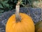 Round Pumpkin on Stone Bench with Birdseed