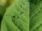 Round raindrops on a green leaf close-up