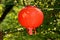 Round red lantern on blurry floral green background