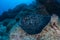 Round Ribbontail Ray in Cocos Island