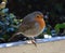 A Round Robin Perching