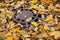 Round sewer manhole with leaves