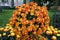 Round shape arrangement of the orange Cascade Mum `Momijigari`