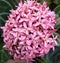 a round shape ixora javanica flower in the yard