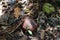 Round shaped growing bud of Rafflesia flower on tetrastigma vine