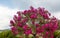 Round shaped top of pink standard oleander shrub.