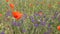 Round slow motion by meadow with poppy and other wild flowers. Slow motion, Full HD video, 240fps, 1080p.