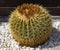 Round spiky cactus Alcala, Tenerife, Spain