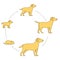 Round stages of dog growth set. From puppy to adult dog development. Animal mammals pets. Labrador retriever grow up circle