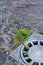 Round storm drain with the plant growing out of it