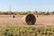 Round straw bale on harvested field against the same bales