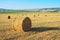 Round straw bales on field
