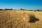 Round straw bales in harvested fields