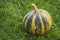 Round striped pumpkin on grass.  Harvest of pumpkins summer