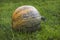 Round striped pumpkin on green grass.  Harvest of pumpkins summer