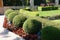 Round topiary, green border in the park
