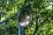 Round traffic, safety mirror at blind intersection of a hiking trail