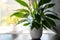 Round transparent self watering device globe inside potted peace lilies Spathiphyllum plant soil in home interior indoors.