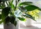 Round transparent self watering device globe inside potted peace lilies Spathiphyllum plant soil in home interior indoors.