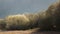 Round trees, Spain