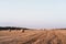 A round twisted straw haystack in a field. Orange mown wheat field. A circle of straw