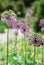 Round violet inflorescences against the blurred green flowerbed