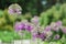 Round violet inflorescences against the blurred green garden.