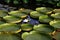 Round water lily leaves