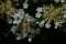 Round white flowers of american cranberrybush on dark background